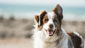Americký stafordširský teriér Amstaff průvodce plemenem