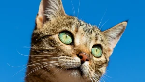 Krev u kočky příčiny a veterinární péče